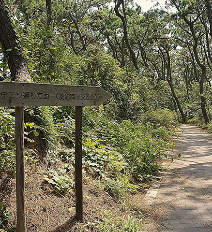 茅ヶ崎海岸しおさいの森