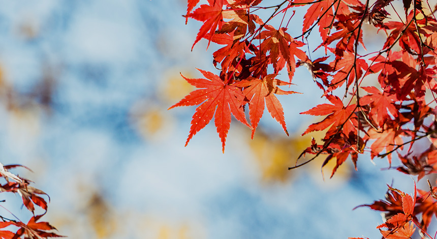 井の頭恩賜公園