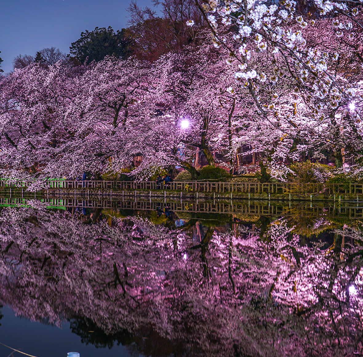 井の頭恩賜公園