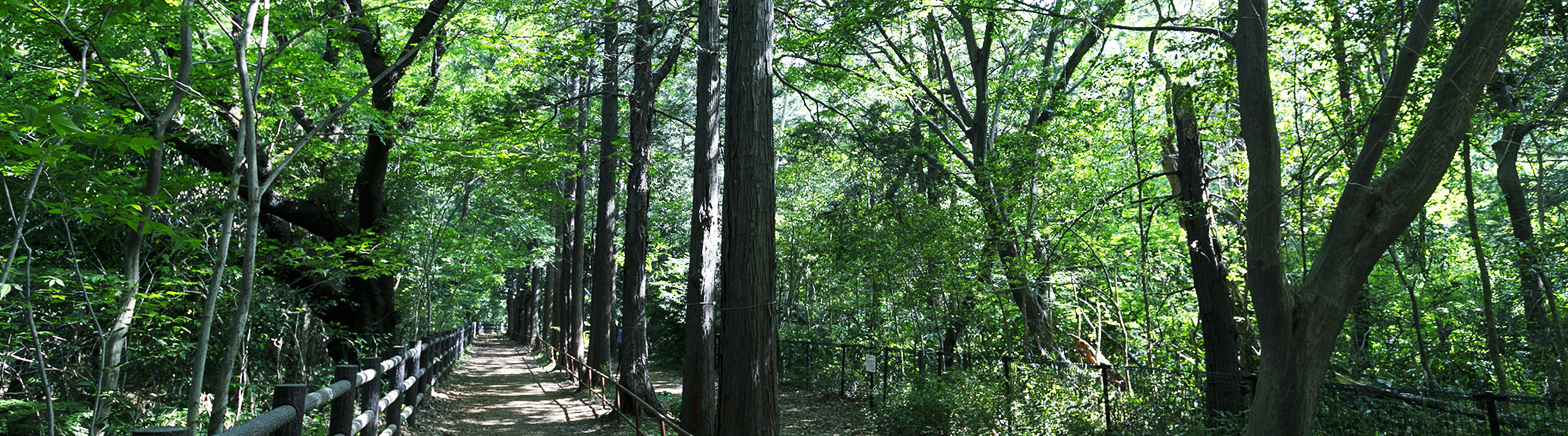 井の頭恩賜公園
